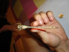 Triacanthagyna septima