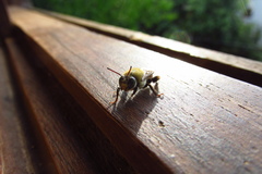 Apoidea