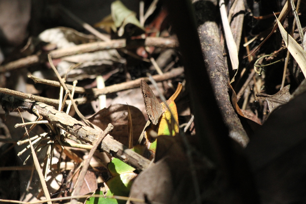Heteropsis erebina