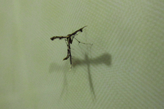 Insecta
