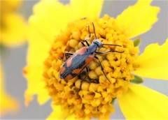 Eupompha elegans