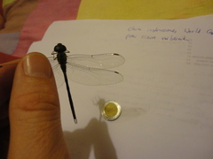 Triacanthagyna septima