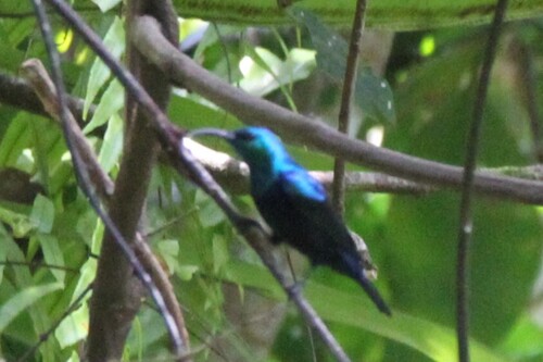 Malagasy Green Sunbird (Cinnyris notatus), photo 3
