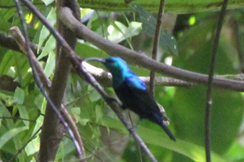 Malagasy Green Sunbird (Cinnyris notatus), photo 1