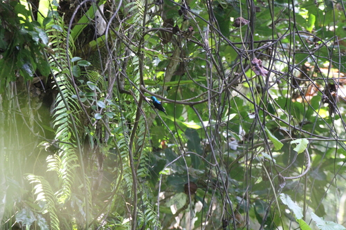 Malagasy Green Sunbird (Cinnyris notatus), photo 4