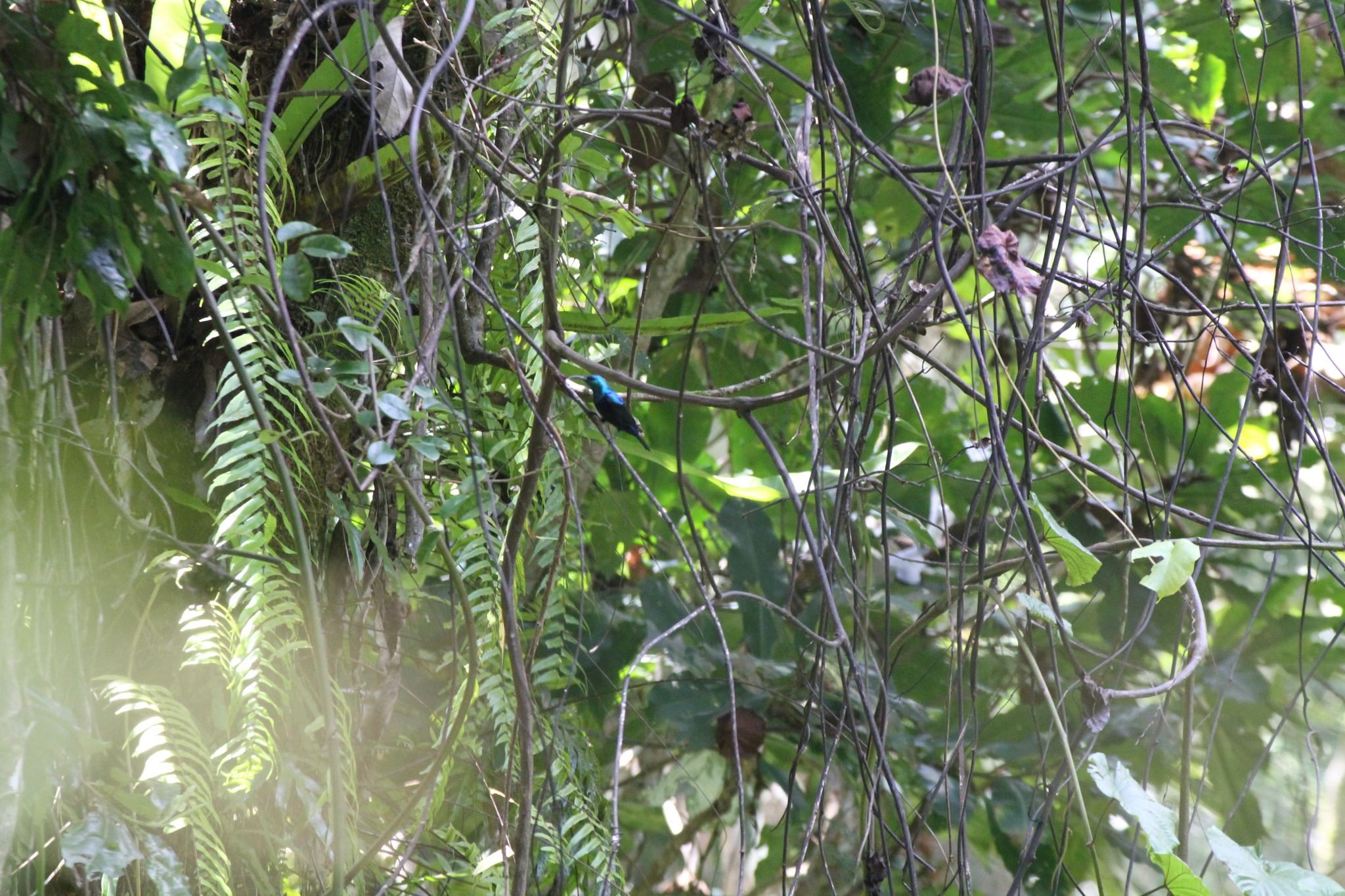 Malagasy Green Sunbird (Cinnyris notatus), photo 2