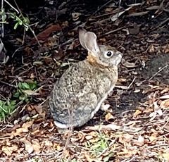 Sylvilagus audubonii