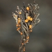 Pithya cupressina - Photo (c) David Greenberger,  זכויות יוצרים חלקיות (CC BY-NC-ND), uploaded by David Greenberger