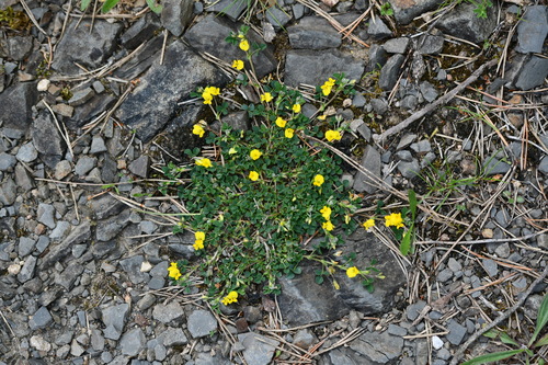 hybrid alfalfa (Medicago hybrida)