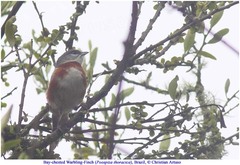 Castanozoster thoracicus