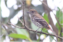 Knipolegus cyanirostris