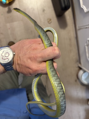 Common Tree Snake sighting
