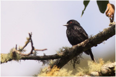 Knipolegus cyanirostris