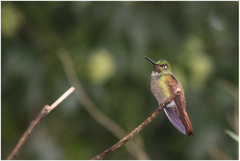 Heliodoxa rubricauda