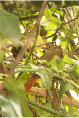 Syndactyla rufosuperciliata