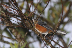 Microspingus lateralis