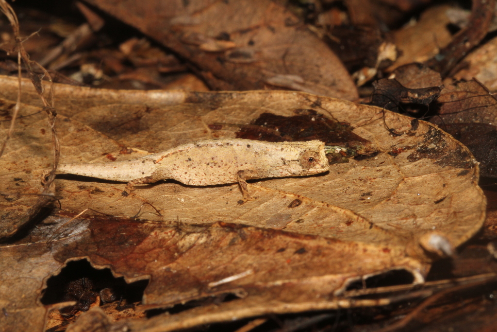 Ted's Leaf Chameleon