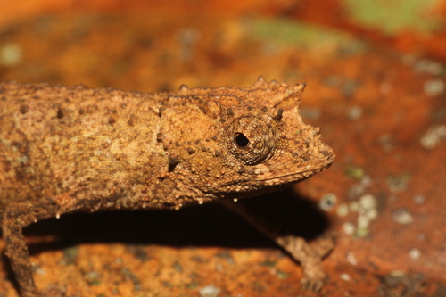 Naturelle Leaf Chameleon, Brookesia karchei