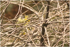 Phyllomyias fasciatus