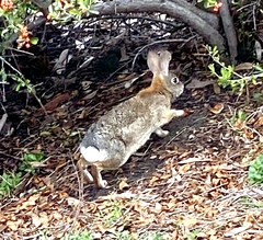Sylvilagus audubonii