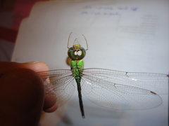 Triacanthagyna septima