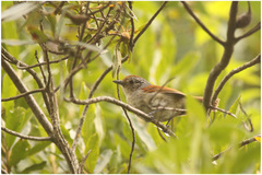 Dysithamnus xanthopterus