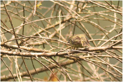 Hylophilus poicilotis