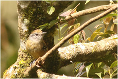 Thamnophilus ambiguus