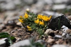 Genista pulchella, photograph Flavien Saboureau, CC BY, iNaturalist via GBIF