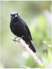 Knipolegus nigerrimus