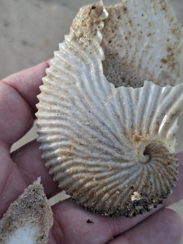 Argonauta argo
