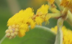 Acacia humifusa