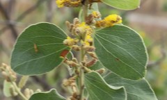 Acacia humifusa