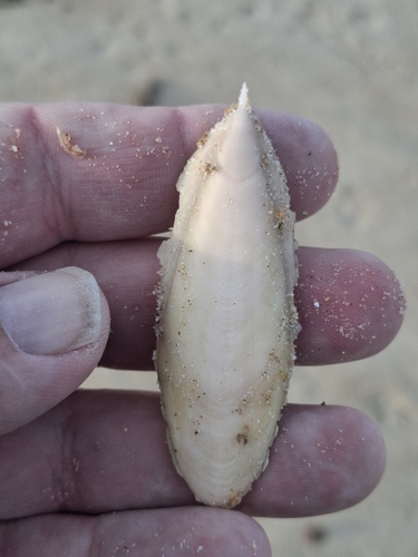 Rhombosepion orbignyanum
