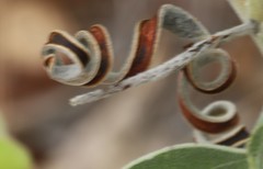 Acacia humifusa