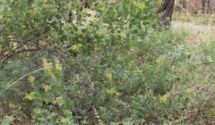 Acacia humifusa