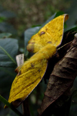 Lepidoptera