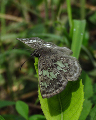 Xenophanes tryxus