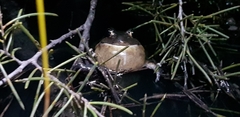 Limnodynastes dumerilii dumerilii
