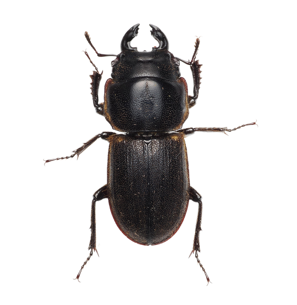 Lissotes subcaeruleus