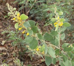 Acacia humifusa