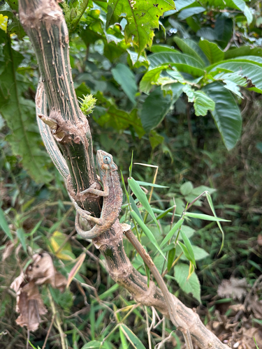 Montane side-striped chameleon, Trioceros ellioti