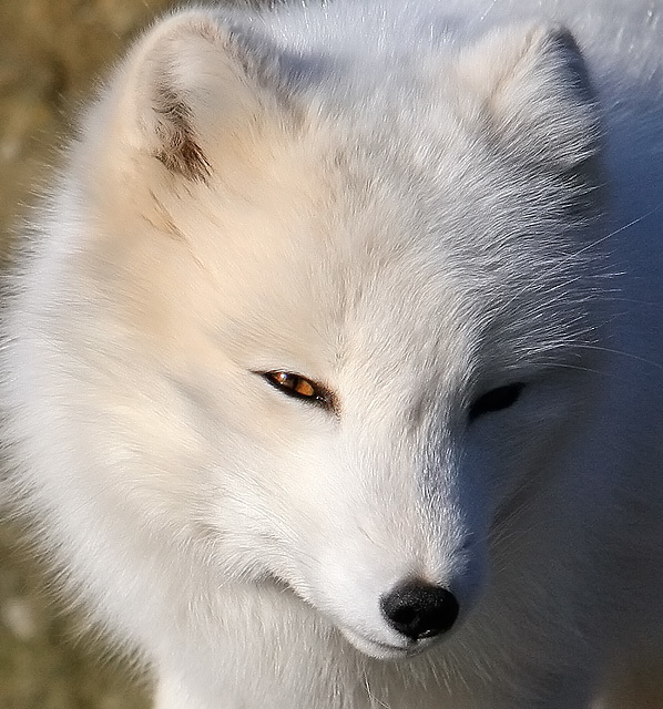 Arctic Fox (Alopex lagopus) · iNaturalist