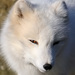 Arctic Fox - Photo (c) Ã–rvar Atli Ãžorgeirsson, some rights reserved (CC BY-NC-ND)