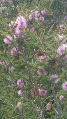 Melaleuca gibbosa