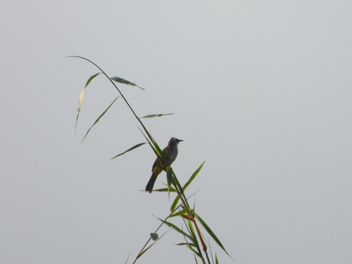 Yellow-vented Bulbul