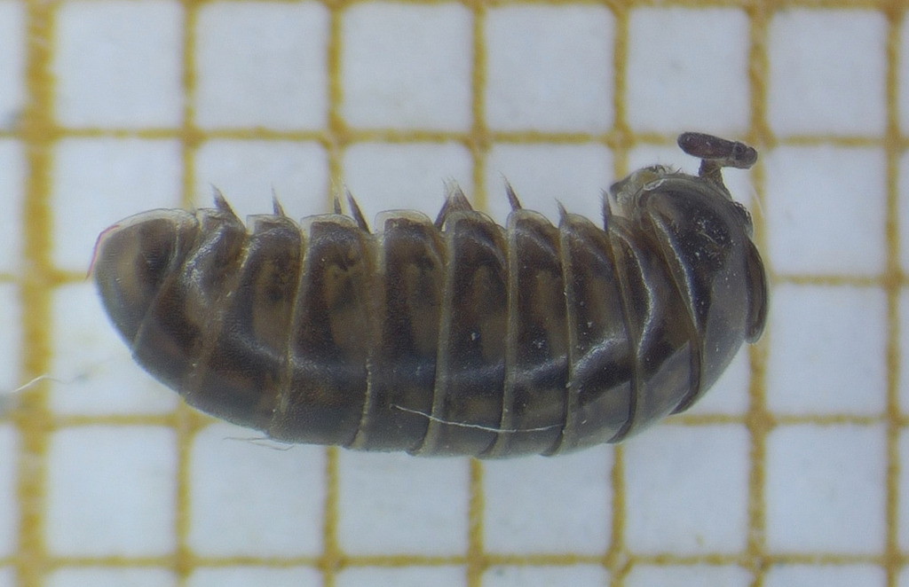 Glomeridella kervillei