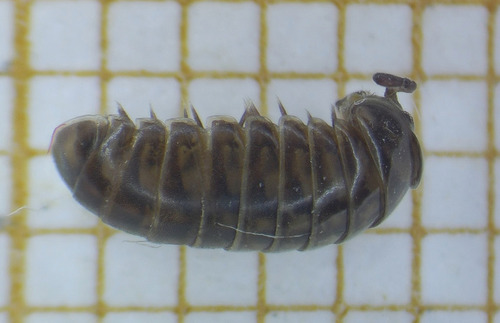 Glomeridella kervillei
