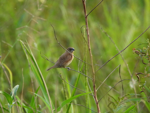 Scaly-breasted Munia