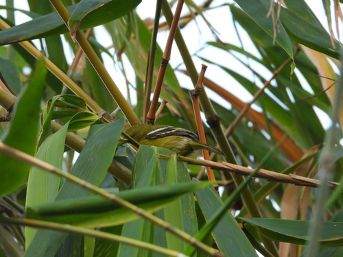 Common Iora